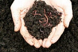 Earth Worm Granular Fertilizer